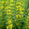 Pettyegetett lizinka (<i>Lysimachia punctata</i>)