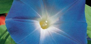 Hajnalka (<i>Ipomea tricolor</i>)
