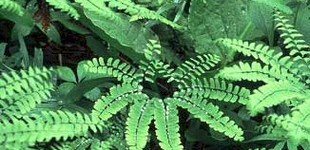 Páva- vagy patkós vénuszfodorka (<i>Adiantum pedantum</i>)