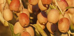 Keskenylevelű ezüstfa (<i>Elaeagnus angustifolia</i>)