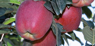 'Starkrimson Delicious' alma (<i>Malus domestica</i> ''Starkrimson Delicious'')