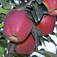 'Starkrimson Delicious' alma (<i>Malus domestica</i> ''Starkrimson Delicious'')