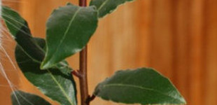 Nemes babér (<i>Laurus nobilis</i>)