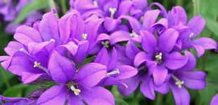 Csomós harangvirág (<i>Campanula glomerata</i>)