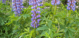 Erdei csillagfürt (<i>Lupinus polyphyllos</i>)