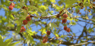 Szeldeltlevelű keleti platán (<i>Platanus orientalis</i> 'var. cuneata')