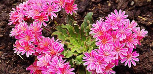 Változékony dohánygyökér (<i>Lewisia cotyledon</i>)