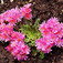 Változékony dohánygyökér (<i>Lewisia cotyledon</i>)