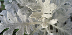 Cinerária (<i>Senecio bicolor</i>)