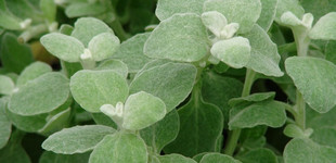 Kereklevelű szalmagyopár (<i>Helichrysum petiolare</i> 'Silver')