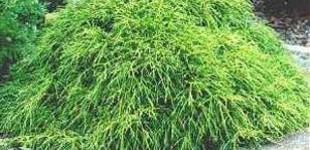 Fonalas szavára törpe hamisciprus  (<i>Chamaecyparis pisifera</i> 'Filifera Nana')