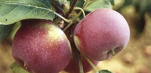 'Vista Bella' alma (<i>Malus domestica</i> ''Vista Bella'')