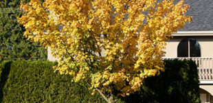 Mezei juhar (<i>Acer campestre</i> 'Queen Elizabeth')