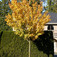 Mezei juhar (<i>Acer campestre</i> 'Queen Elizabeth')