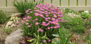 Havasi őszirózsa (<i>Aster alpinus</i>)