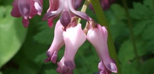 Törpe szívvirág (<i>Dicentra eximia</i>)