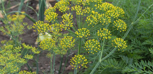 Kerti kapor (<i>Anethum graveolens</i>)