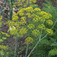 Kerti kapor (<i>Anethum graveolens</i>)