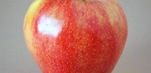 'Mollies Delicious' alma (<i>Malus domestica</i> ''Mollies Delicious'')