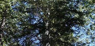 Kolorádófenyő (<i>Abies concolor</i>)