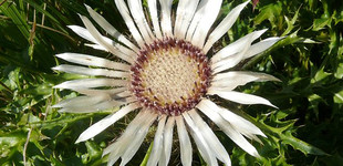 Szártalan bábakalács (<i>Carlina acaulis</i>)