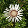 Szártalan bábakalács (<i>Carlina acaulis</i>)