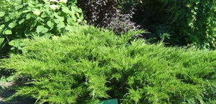 Zöld terülőboróka (<i>Juniperus x media</i> 'Mint Julep')