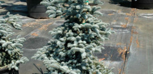 Nemes jegenyefenyő (<i>Abies procera</i> 'Glauca')