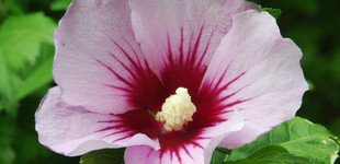 Szíriai mályvacserje (<i>Hibiscus syriacus</i>)