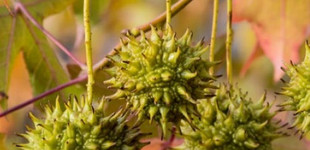 Amerikai ámbrafa (<i>Liquidambar styraciflua</i>)