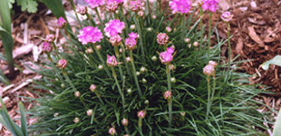 Tengerparti pázsitszegfű (<i>Armeria maritima</i>)