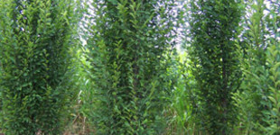 Oszlopos nyír (<i>Betula pendula</i> 'Fastigiata')