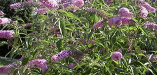 Nyári orgona (<i>Buddleja davidii</i>)