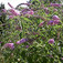 Nyári orgona (<i>Buddleja davidii</i>)