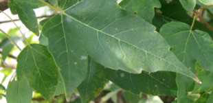 Háromerű juhar (<i>Acer buergerianum</i>)