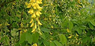 Közönséges aranyeső (<i>Laburnum anagyroides</i>)