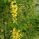 Közönséges aranyeső (<i>Laburnum anagyroides</i>)