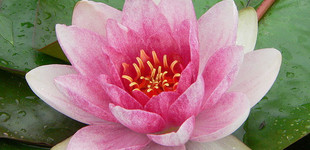 Tündérrózsa (<i>Nymphaea sp.</i>)