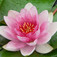 Tündérrózsa (<i>Nymphaea sp.</i>)