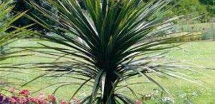 Bunkóliliom (<i>Cordyline australis</i>)