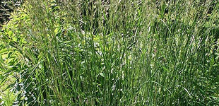 Ezüstös szőrtippan (<i>Lasiagrostis calamagrostis</i>)