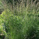 Ezüstös szőrtippan (<i>Lasiagrostis calamagrostis</i>)
