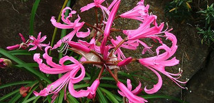 Csillogó pirosliliom (<i>Nerine bowdenii</i>)