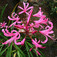 Csillogó pirosliliom (<i>Nerine bowdenii</i>)