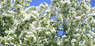 Díszalma (<i>Malus baccata</i> 'Street Parade')