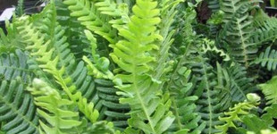 Bordapáfrány (<i>Blechnum spicant</i>)
