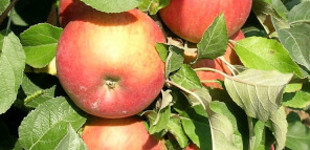 Fertődi téli alma (<i>Malus domestica</i> ''Fertődi téli'')