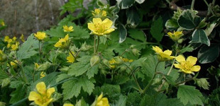 Waldstein-pimpó (<i>Waldsteinia geoides</i>)