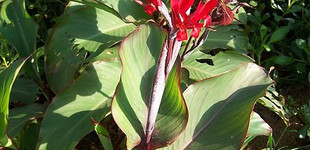 Ehető kanna (<i>Canna indica</i>)