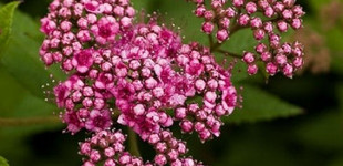 Japán gyöngyvessző (<i>Spiraea japonica</i>)